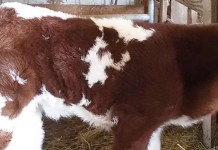 Calf born with heart in its throat calf with heart defect