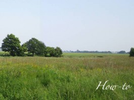 pasture