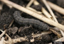 Black cutworms are on their way