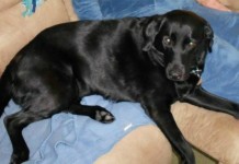 Search for missing service dog goes nationwide