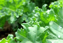 Sunlight requirements for growing vegetables Kale