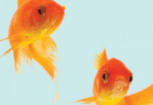 Colorado lake infested with 4,000 goldfish goldfish