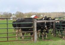 Rotational grazing has many benefits Cows