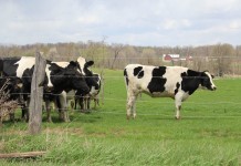 Too much nitrogen: Colorado dairy farmers to employ conservation practices to limit effects on mountain ecosystem Cows in pasture