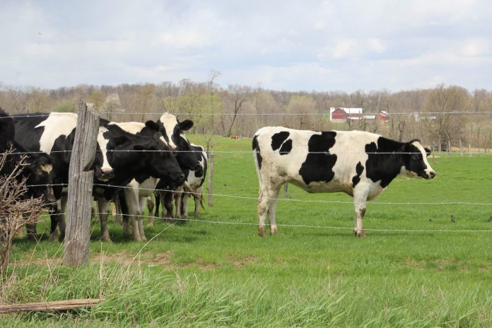 Cows in pasture