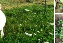 If weeds could talk fertile soil weeds