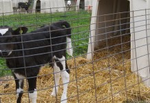 ‘Go time’ for newborns Calf in hutch