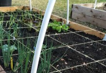How to plant a square foot garden square foot garden