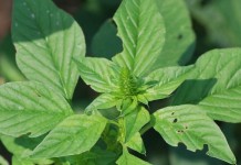 Palmer amaranth: Find it, stop it
