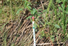 Invasive species could cause billions in damages