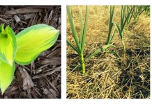 The many faces of mulch: How to choose the best for your lawn and garden Types of mulch
