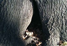 Holes in trees: hazards or harmless? hole in tree
