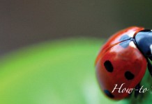 How to manage insects in the garden ladybug on leaf