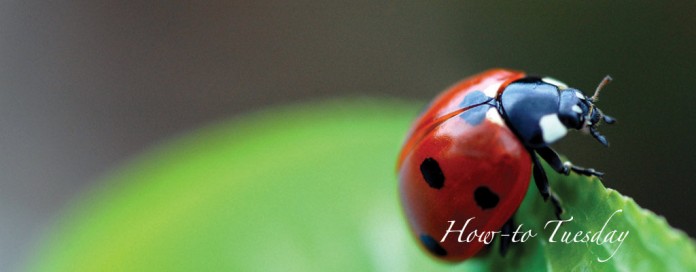 ladybug on leaf