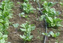 In Ohio, locally sourced food is just minutes away