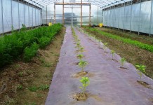 Trying to gauge the growth of CSAs