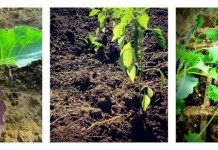 How to transplant vegetable seedlings transplanting seedlings