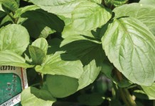 Top 10 tips for planting herbs mint plant