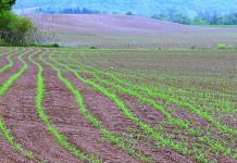 Weather dominates farming, crop futures