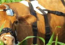 Graziers, your livestock are telling you how to increase pasture intake