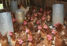 Bird flu threatens fair season