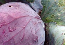 Water your vegetable garden for optimal performance cabbage