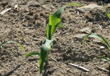 Lots of weather, but no good grain price news