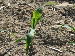 Lots of weather, but no good grain price news