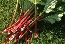 Planting, harvesting and cooking rhubarb rhubarb stalks