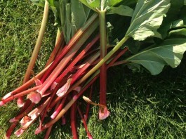 rhubarb stalks