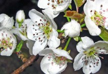 Bradford pear tree blooms fill air with rotting stench pear tree blossoms