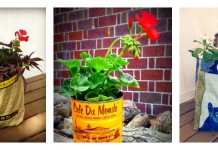 How to grow a container garden: 10 tips container garden collage