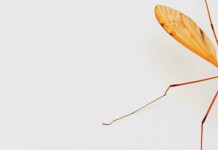 Zika virus: Ohio State expert available to speak about disease-carrying mosquitoes mosquito