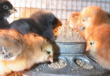 Michigan cancels poultry shows, including 4-H, for 2015 due to bird flu