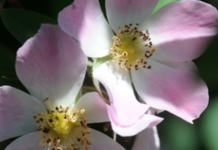 Wooster arboretum heirloom roses go on sale
