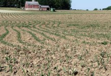 My American heroes? Farmers! emergent corn