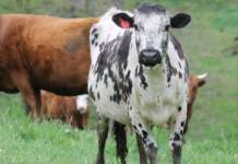 Second generation continues conservation efforts in W. Va. cattle, beef, conservation