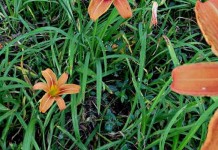 Flowers add meaning and symbolism to the garden tiger lilies