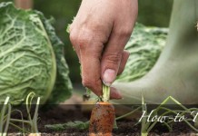 How to save money in the garden: 5 tips carrots and cabbage in garden