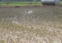 Changing climate continues to affect agriculture Flooded soybean field