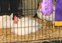 Some tips to keep your birds healthy