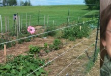 Dinner Guest: Home is where the food is