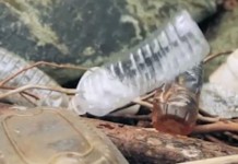 From tea bags to Miatas, bioplastics on the rise bioplas