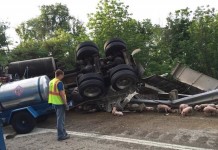 Semitruck-trailer overturns, spilling 2,000-plus piglets