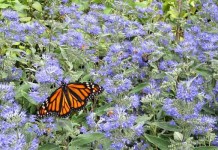 How to attract pollinators to your yard butterfly