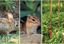 How to choose repellents to control garden pests deer, rabbit and chipmunk