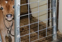 Peters family is all about the Jerseys