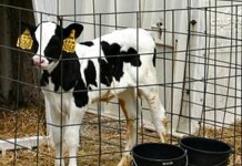 Would YOU want to sleep on your calf bedding?