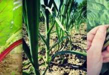 Grow more with less: Cut and grow-again garden vegetables vegetables in garden