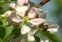 Leap of faith proves spring pollination can be honeybee free